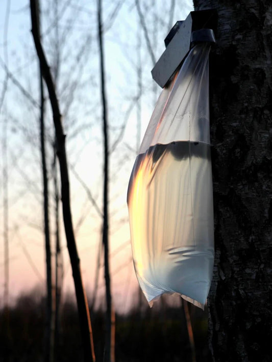 Plastic bags for collecting tree sap