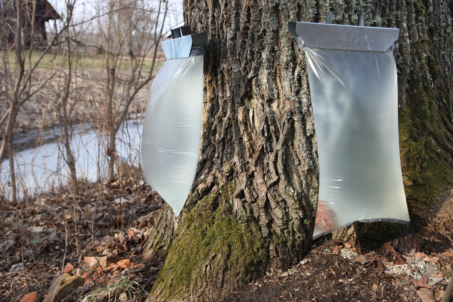 Kļavu sulu kūre 3 nedēļām