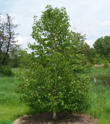 Japanese white birch (Betula platyphylla) seedling 0,5m