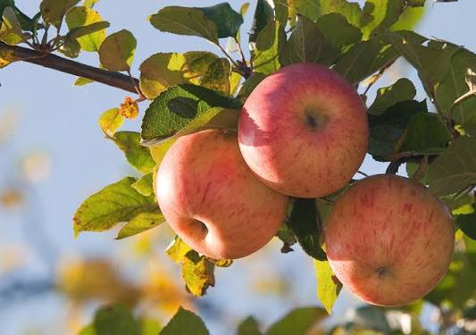 Fresh frozen Japanese quince juice 0.33l x3