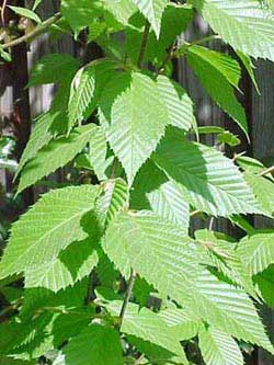 Dzeltenais bērzs (Betula alleghaniensis) ( stāds 0,5m)