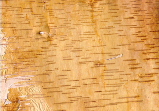 Birch bark postcard